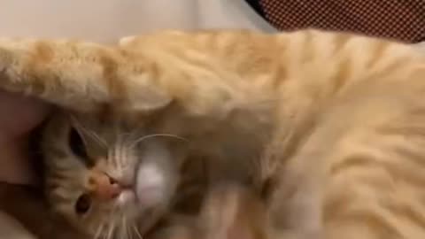 Funny cat videos