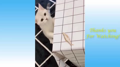 funny animals😂😂