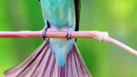 BIRD WONDERS