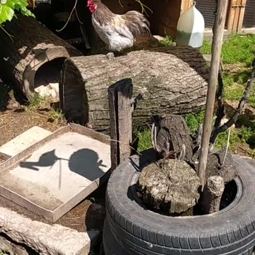 Happy farm day 😍🐔🐤