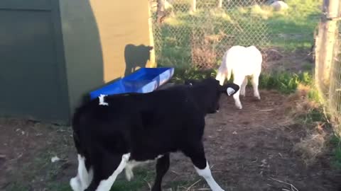 Oreo all excited to have a new friend