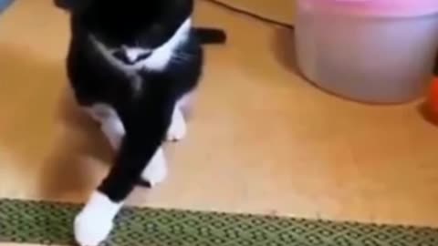 Cat funny moments