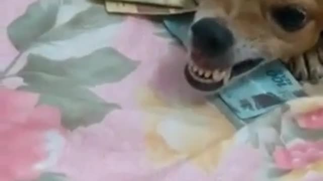 😂Try not to laugh... Dogs don't give money😂