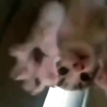 tente nao rir coisado