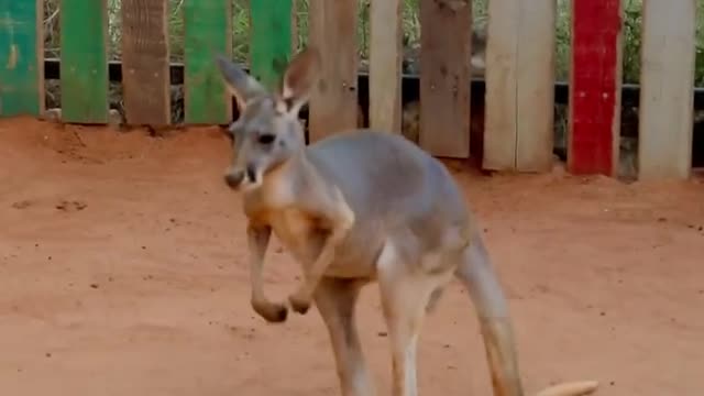 The kangaroos love to play in the water hose! 🦘❤️💦