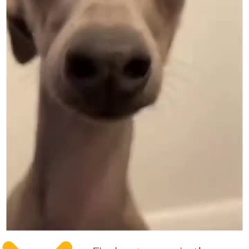 🐕the cute tree dog🐶