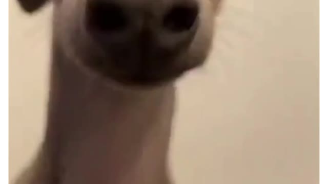 🐕the cute tree dog🐶