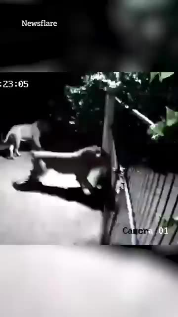 When you realise the size of your courage is bigger than any lion! 🦁🐶