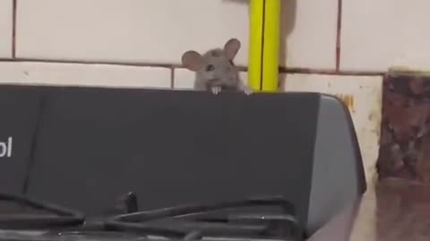 Rat Makes An Appearance