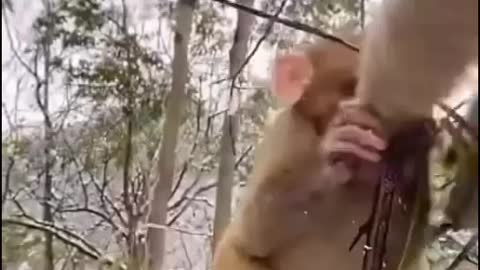 इतना मोटा कैसे खाएगा मुजे दे