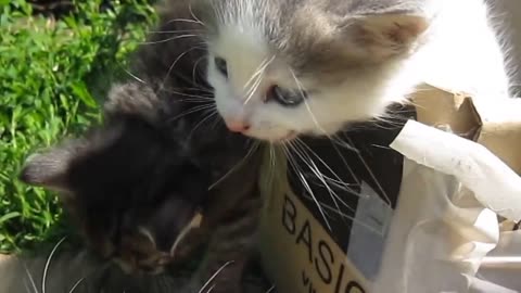 Baby Cat And Mother Cat Aww Video