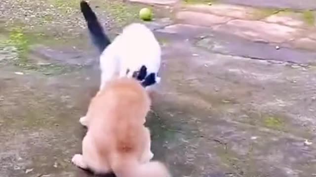 funny dog video