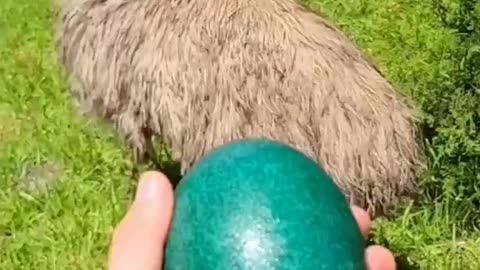 The man raised a defective emu baby and the end #animallove