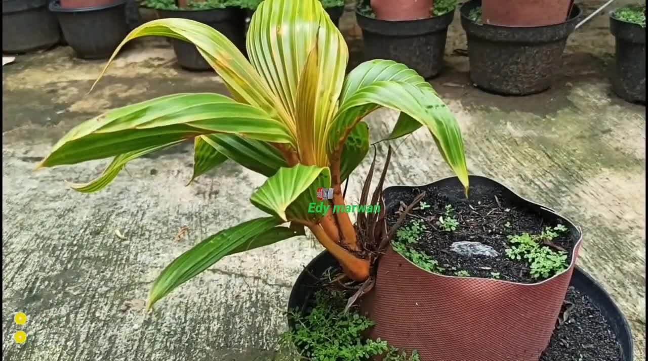 INDOOR GARDENING- THE EASY WAY TO MAKE A COCONUT BONSAI- VIDEO