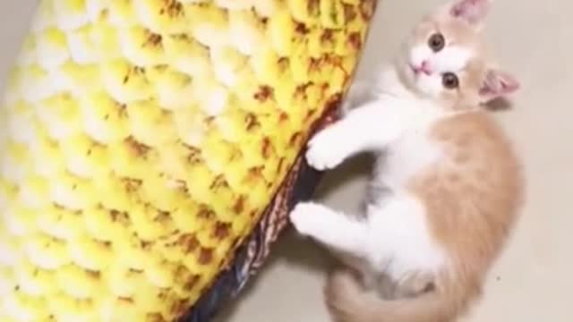 🤣LAUGH TO FAINT😹CATs will make you LAUGH all day😹 - Funny Cats Life