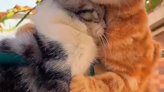 Cute cats