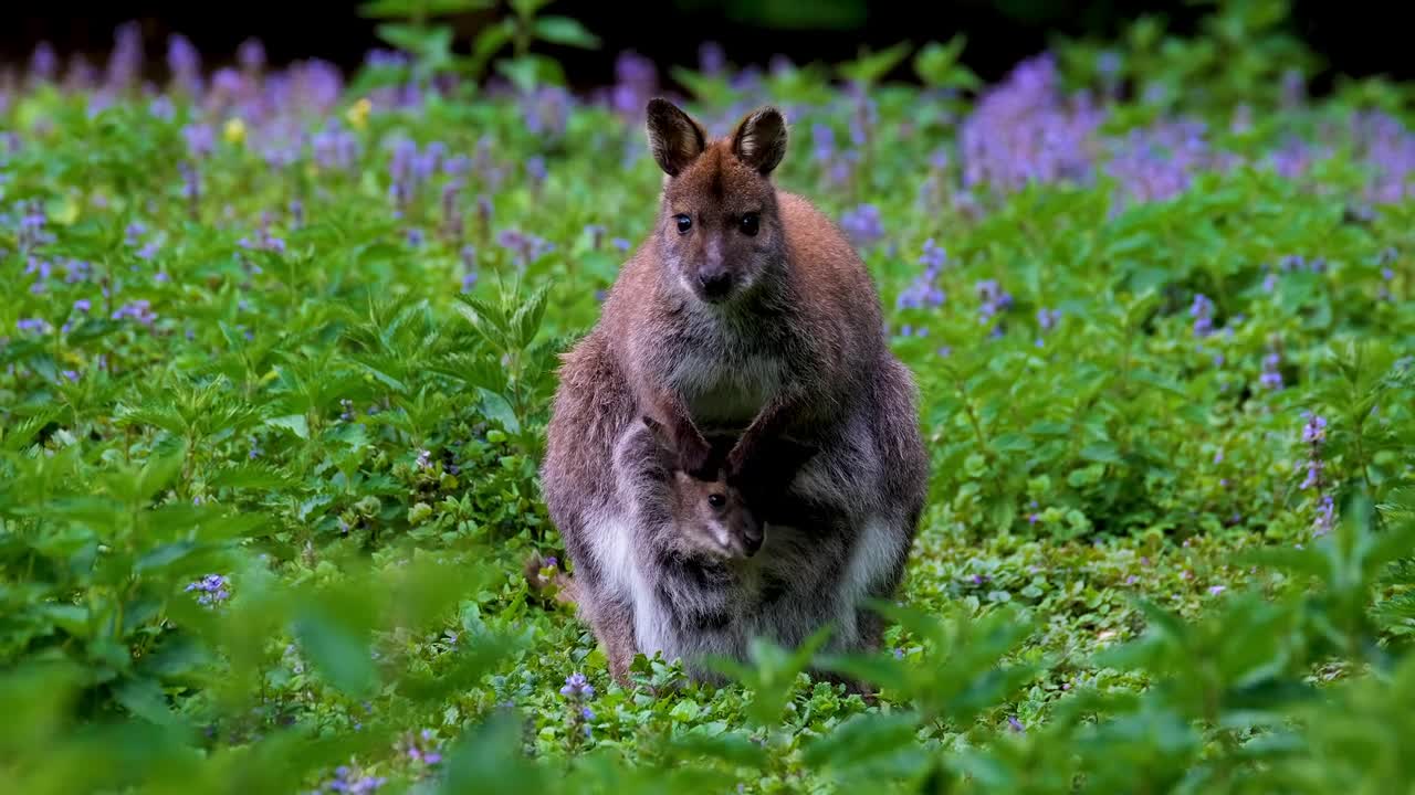 Mother's love