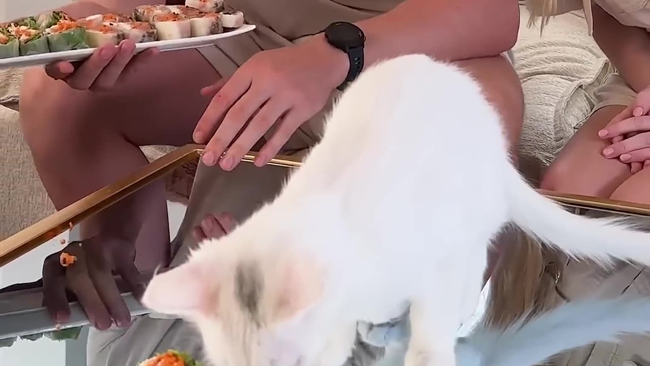 Feeding A Cat $10 Vs $10,000 Sushi