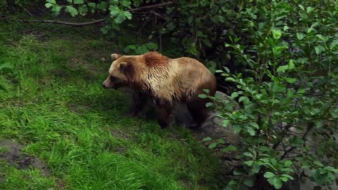 Animal life in the forest