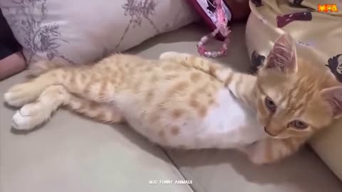 Funny Animals
