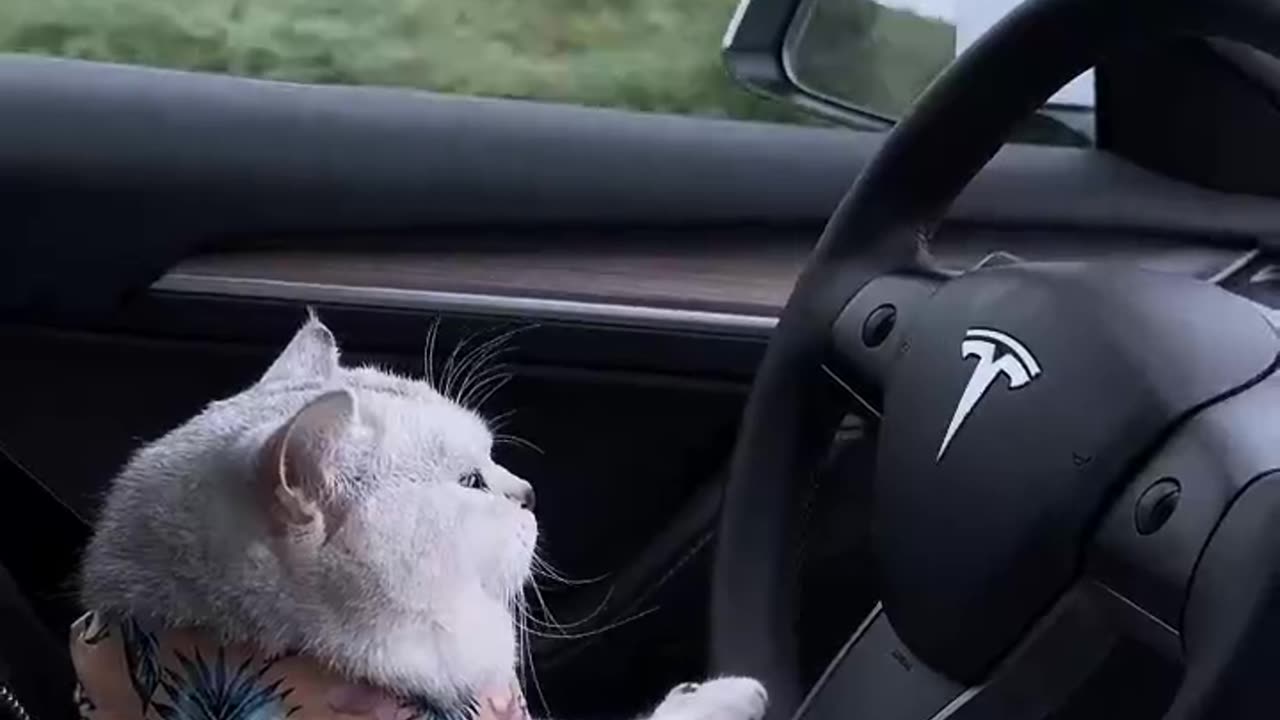 How to train your cat - kucing lucu - meme kucing