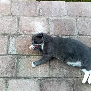 The Leo the Cat Song