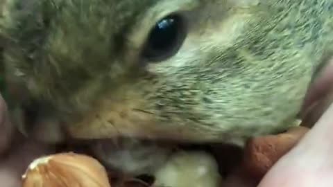 Feeding a Cute Squirrel