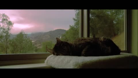 Funy and lazy cats