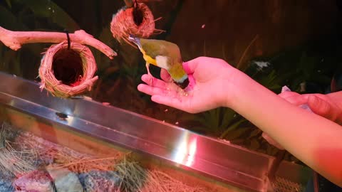 A very pretty bird is feeding from my hand