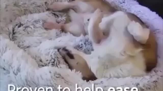 Warm and soft bed for dogs