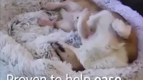 Warm and soft bed for dogs