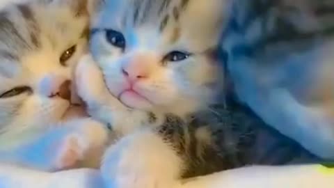 Cute cat cute animals
