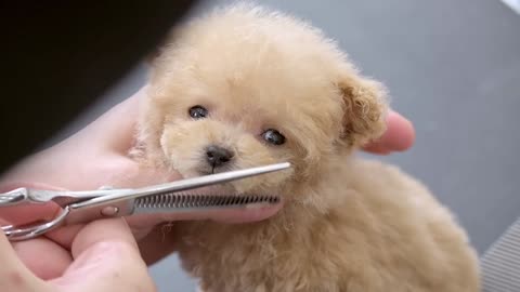 Grooming my tiny dog so cute