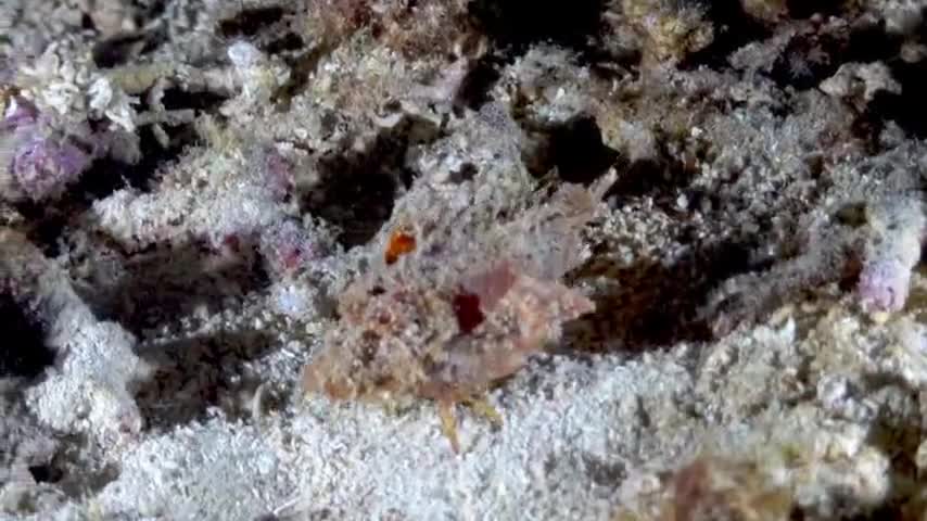 Rather than swimming, this bizarre venomous fish actually walks.