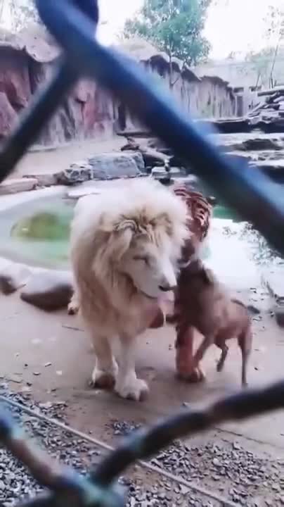 They Let a Dog in a Lion's Cage. What Happened Then Shocked Everyone