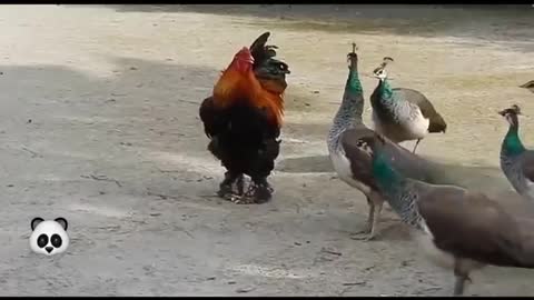 Like a Boss -funny animal fight with roaster🐔Best video