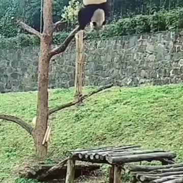 Funny animals