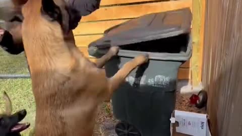 Dog Takes Out Trash #dog #smartdog #doglife
