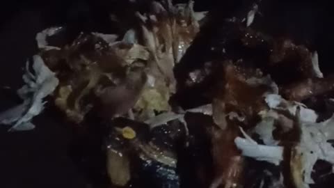 Mencari ayam di hutan malam hari