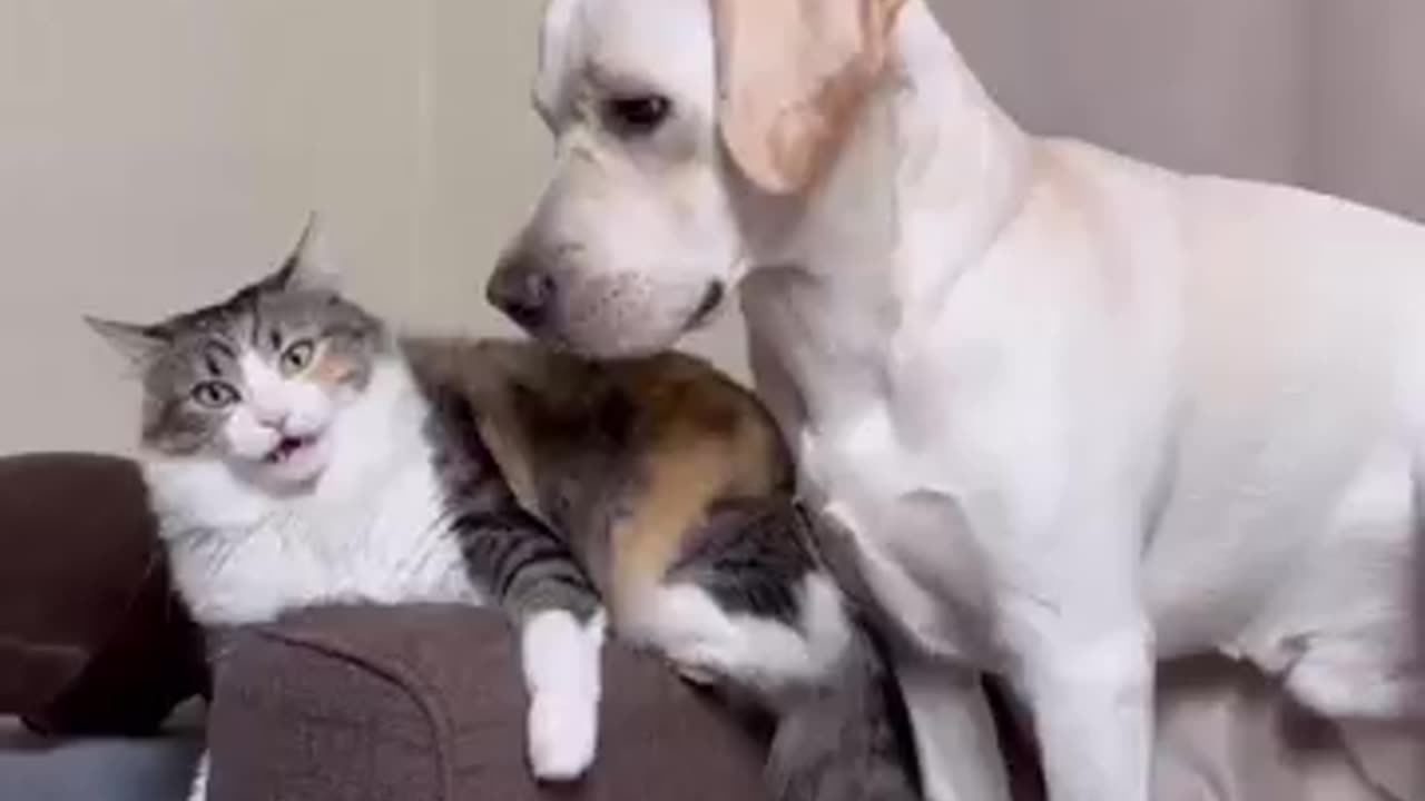 Funny animals videos 😹😺😺#funnyvideo #funnymemes #funnymoments