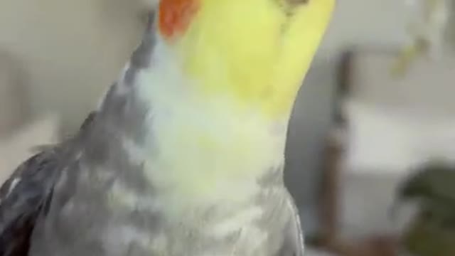 Another One Bites the Seed