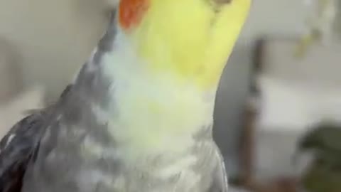 Another One Bites the Seed