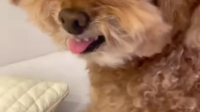 Cute Puppy's shocked reaction!!!😂