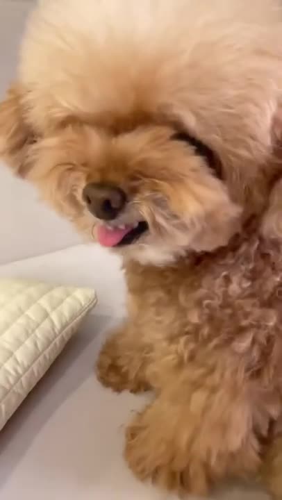 Cute Puppy's shocked reaction!!!😂