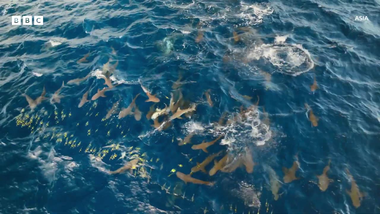Hundreds of sharks launch brutal attack on tropical fish