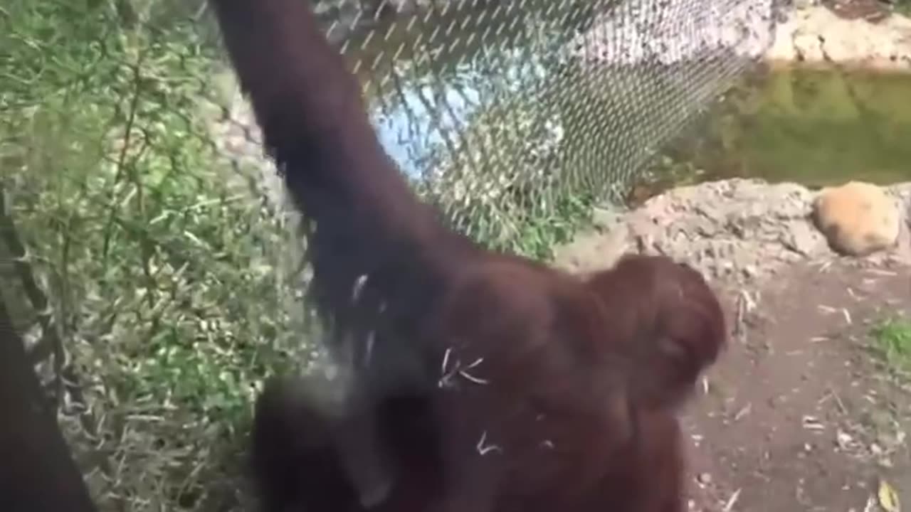 The smartest orangutana I ever seen