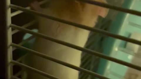 仓鼠咬笼子