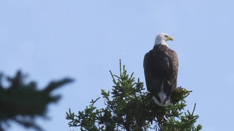 Unlock Your Inner Eagle Master the Eagle Mentality!