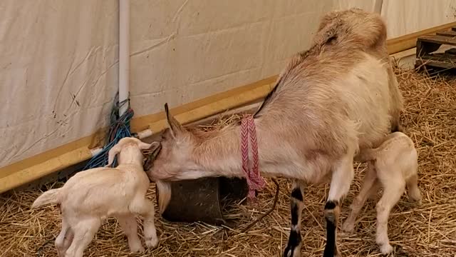 Mama goat had twin deolings