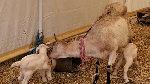 Mama goat had twin deolings